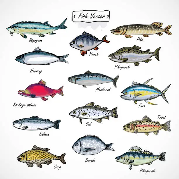 Vector illustration of Set fish seafood watercolor hand drawn isolated on white background