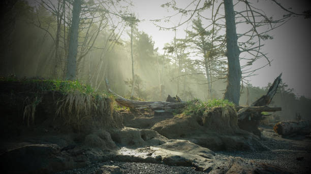 istock Tree Cemetery, Rialto Beach, Forks 1210392852