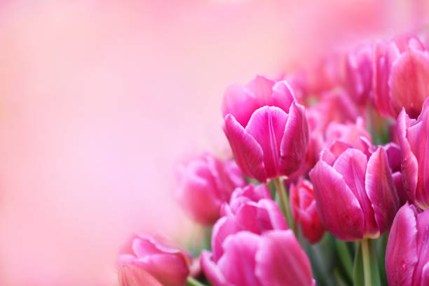 Spring blossoming tulips in garden, springtime pink flowers field background, pastel and soft floral card, selective focus, toned