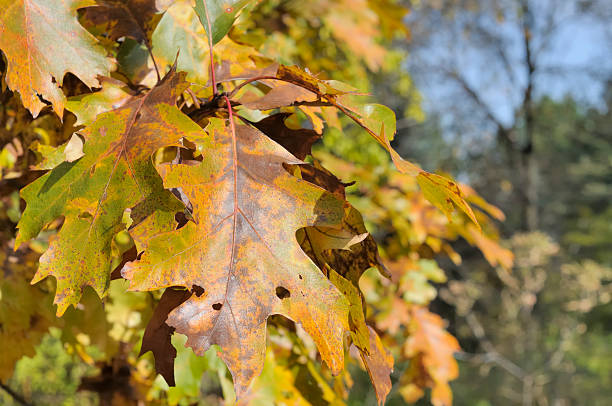 istock Autumn Oak Leaves 121039334