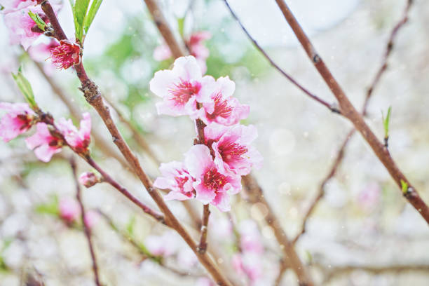 весенний фон с розовым цветком ветви вишни - peach peach tree close up fluffy стоковые фото и изображения