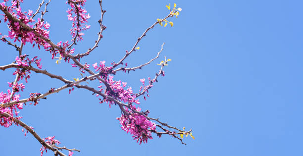istock Spring background with pink blossom branch of cherry 1210394096
