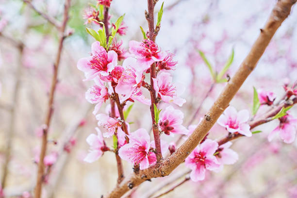 весенний фон с ветвью розового цветка вишни. красивая природа сцены с цветущим деревом и солнцем вспышки. пасхаль�ный солнечный день и весен - peach peach tree close up fluffy стоковые фото и изображения
