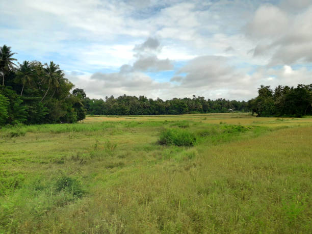istock Wide area Picturesque paddy field 1210394426