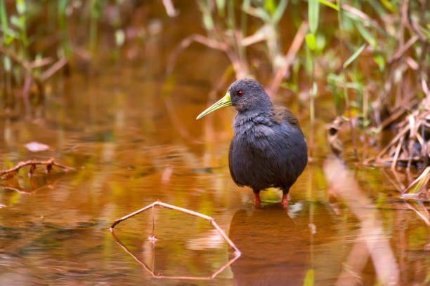 Blackish Rail photographed in Domingos Martins, Espirito Santo. Blackish Rail photographed in Domingos Martins, Espirito Santo. Southeast of Brazil. Atlantic Forest Biome. Picture made in 2013. oviparity stock pictures, royalty-free photos & images