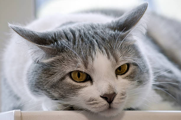 istock closeup of a cat face 121039492