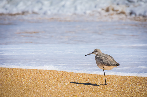A Willet (Tringa semipalmata) stands on one leg on a sandy beach in St. Augustine, Florida.  A willet is one of the larger members of the sandpiper family