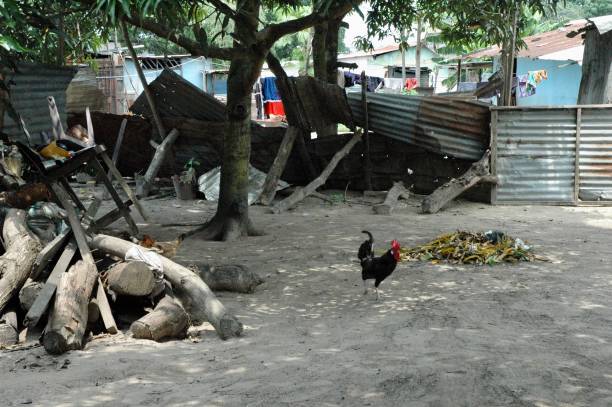 черный петух в африканском дворе - pointe noire стоковые фото и изображения