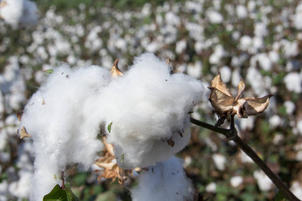 baumwollpflanze. - cotton plant dry branch stock-fotos und bilder