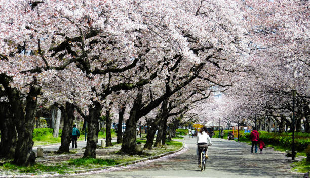 istock Cherry Bloom in Osaka, Japan 1210395712