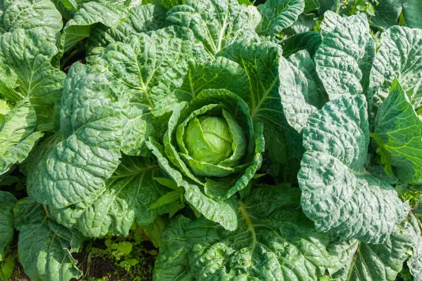 Green Fresh cabbage. View of green cabbages plants. Fresh green cabbage maturing heads growing in vegetable farm. Vegetarian food concept.