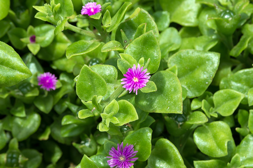 Green succulent leaves and small purple flowers mesembryanthemum cordifolium. A succulent plant that is used in landscaping and decorating flower beds and lawns.