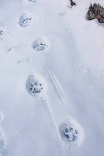 ユキヒョウの足のトラック(パンテラ・ウンシア) - snow leopard leopard animal snow ストックフォトと画像