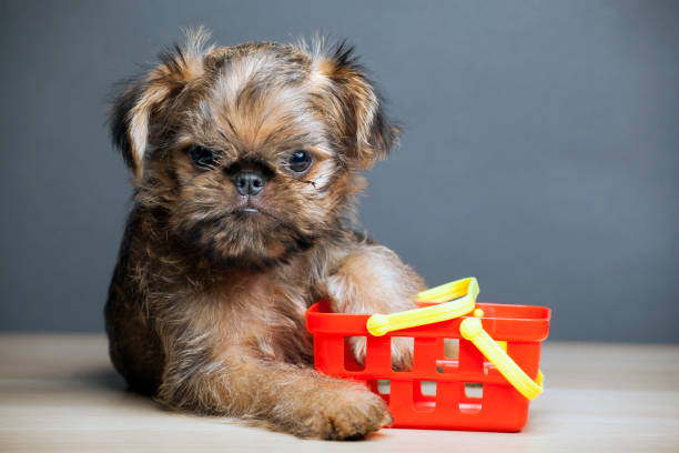 istock image of dog basket table 1210403075