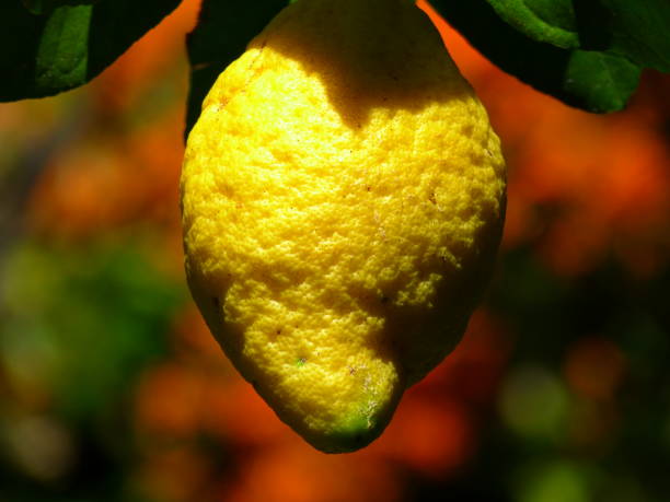 Lemon in the Val Rahmeh garden, Menton, Alpes-Maritimes