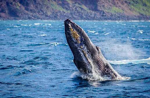 Humpback whales Breaching in the Hawaiian island, photo taken in the Na Pali Coast of the island of Kauai, Hawaii