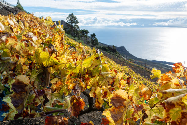 terraced vineyards located on mountains slopes near village fuencaliente, south wine production region on la palma island, canary, spain - la fuencaliente imagens e fotografias de stock