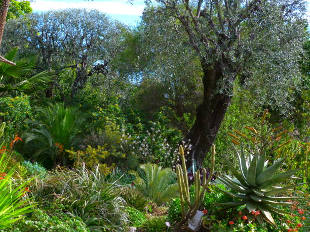 istock Val Rahmeh garden, Menton, Alpes-Maritimes 1210403702