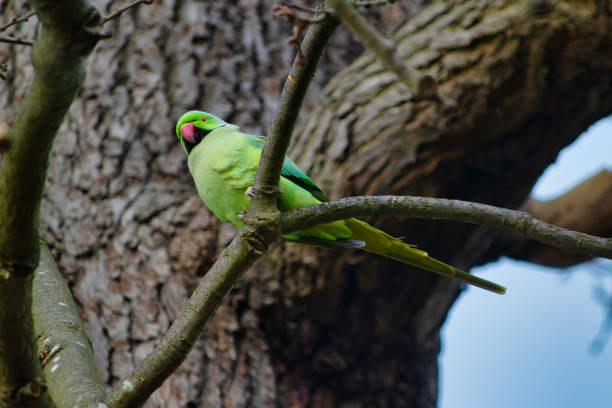 istock Feral parakeet in London 1210404421