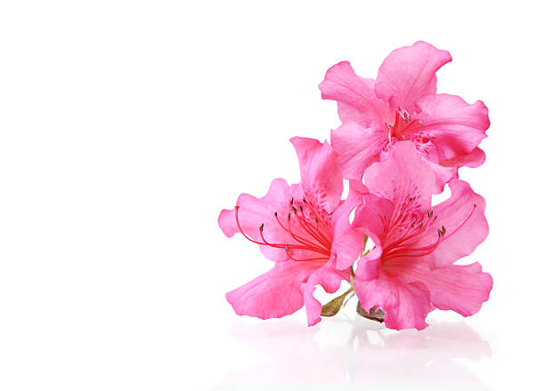 tre rododendro - azalea foto e immagini stock