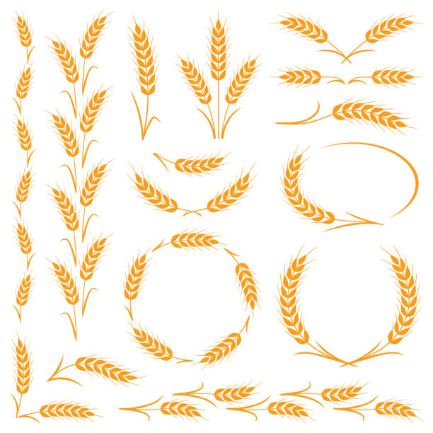 uszy pszenicy - corn on the cob corn corn crop white background stock illustrations