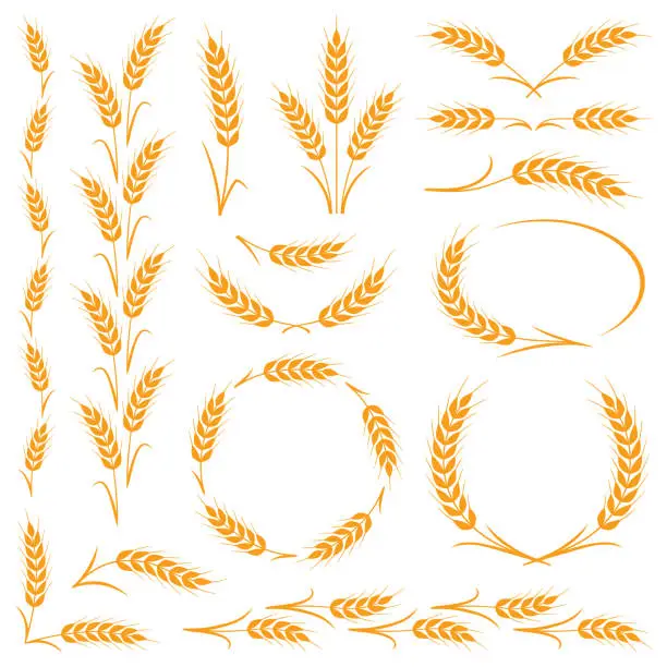 Vector illustration of Ears of wheat