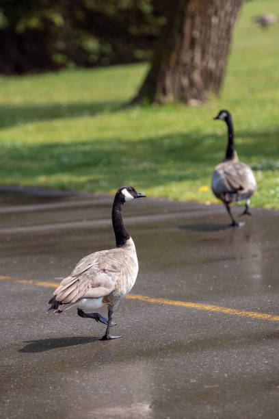 istock Canadian Geese in the Park 1210405305