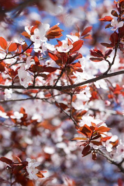 istock apricot tree with buds and flowers, spring. Abstract floral background