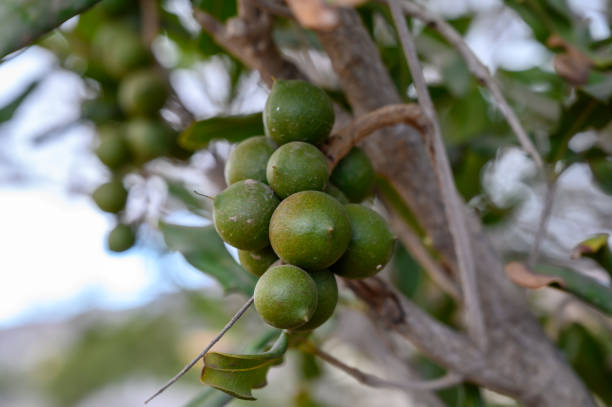 istock Evergreen macadamia free with ripe green nuts in shell ready for harvest 1210407286