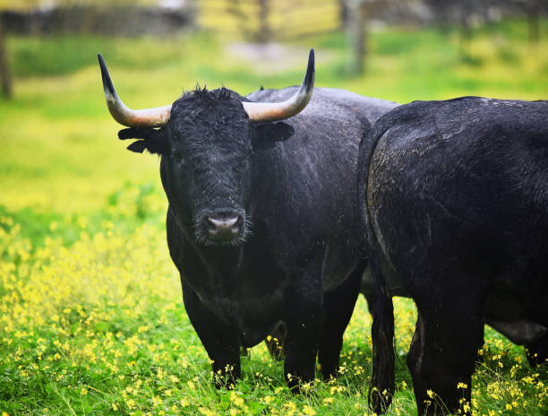 istock Spanish bull on the green field 1210407731