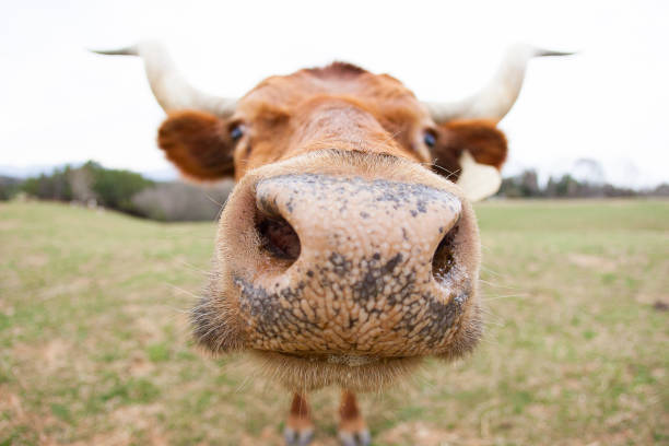 istock Longhorn Cow, Virginia 1210408771