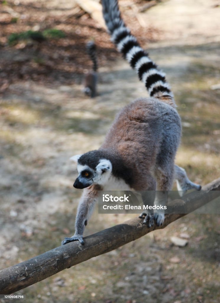 Ringtailed Lemur Goes Along A Thin Log With A Raised Tail Animals In Their  Natural Habitat Stock Photo - Download Image Now - iStock