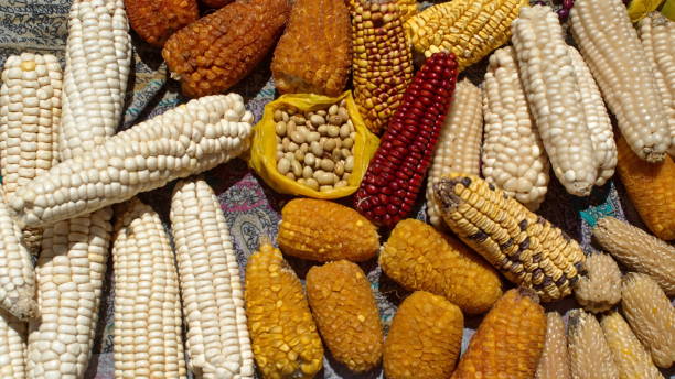 istock Colorful ears of dried corn 1210410182