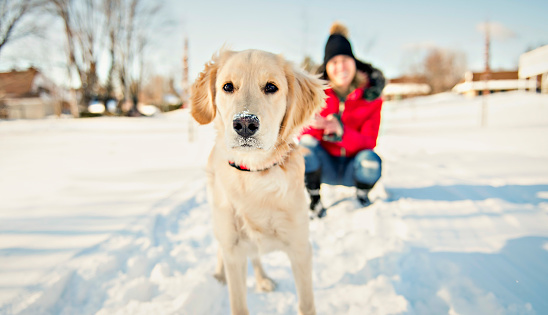 An Attractive mid adult blond woman in snow with Golden Retriever.
