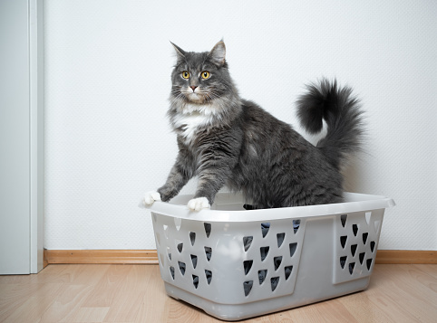 cute blue tabby maine coon cat resting in laundry basket with copy space looking curiously
