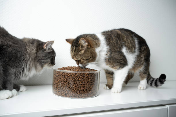 istock cat dry food 1210411769