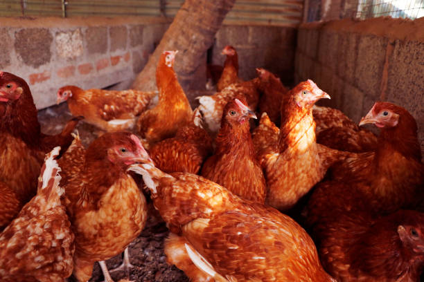 istock chicken at hen house from countryside farm 1210412249