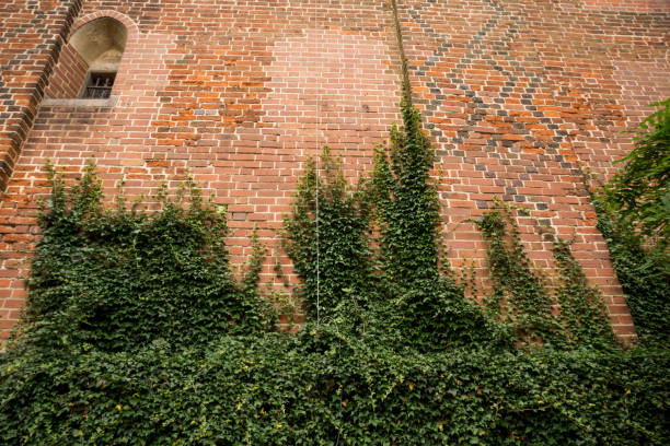 ivy climbing on a walls of medieval castle of malbork august 2019, malbork, poalnd: ivy climbing on a walls of medieval castle of malbork malbork photos stock pictures, royalty-free photos & images