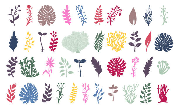 Set of seaweeds and coral reef underwater plans. Aquarium, ocean and marine algae water plants, colored corals isolated on white. Seaweeds polyps silhouettes. Vector laminaria kelp and other. Set of seaweeds and coral reef underwater plans. Aquarium, ocean and marine algae water plants, colored corals isolated on white. Seaweeds polyps silhouettes. Vector laminaria kelp and other. kelp stock illustrations