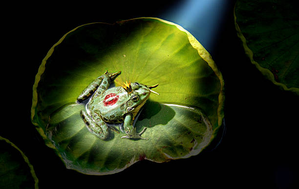 Prince grenouille dans la lumière - Photo