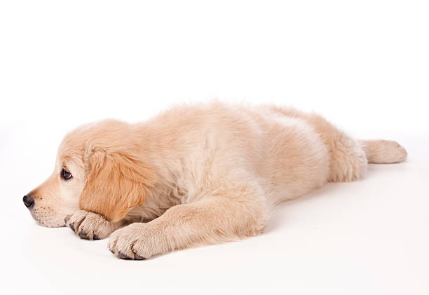 istock Golden Retriever puppy 121041409