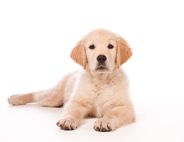 istock Golden Retriever puppy 121041410