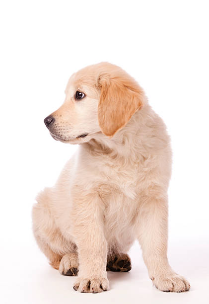 istock Golden Retriever puppy 121041414