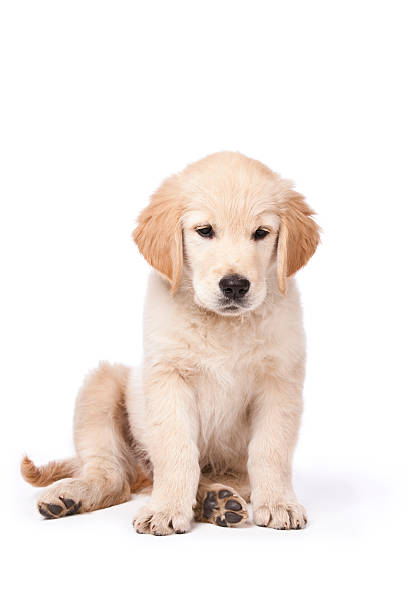 istock Golden Retriever puppy 121041415