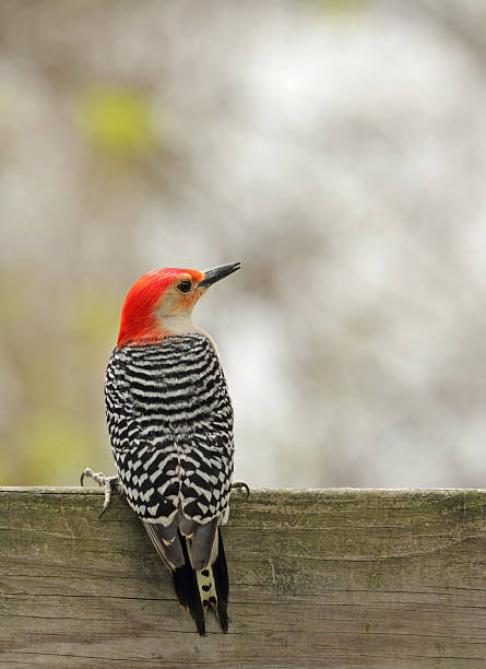 istock Red-bellied Woodpecker, Melanerpes carolinus 121041421