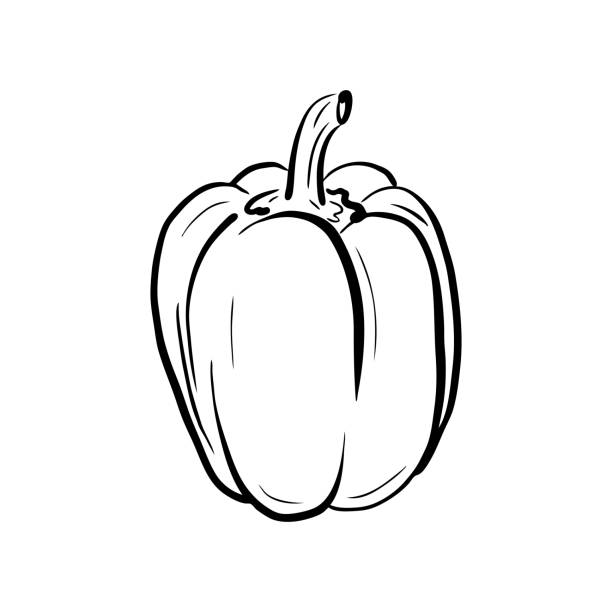 ilustrações de stock, clip art, desenhos animados e ícones de hand drawn bell pepper sketch. sweet pepper linear art isolated on white background. - pimento