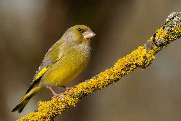 istock European greenfinch 1210416499