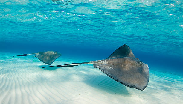 istock Stingrays glide across ocean floor in crystal clear water  121041650