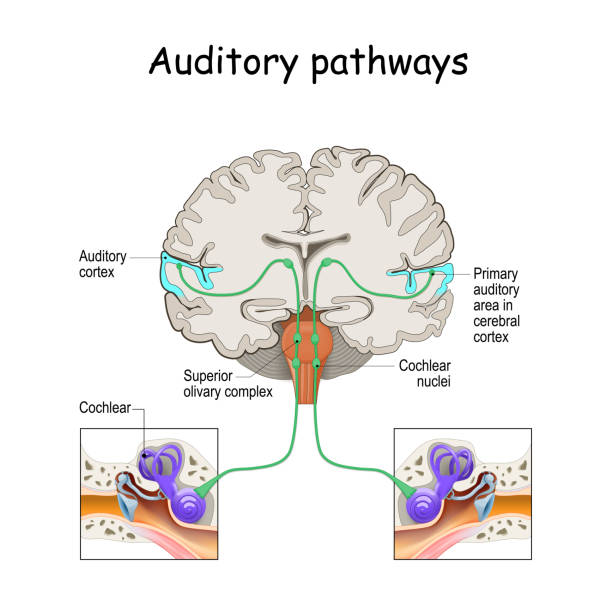 auditory pathways from cochlea in ear to cortex in brain auditory pathways from cochlea in ear to cortex in brain. Sound Localization. anatomy of the auditory system. Structures of the Ear thalamus illustrations stock illustrations