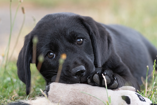 Cute portrait of an 8 week old black Labrador puppy sitting on the grass while playing with it's favourite toy